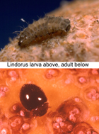 Lindorus lopanthae grown by Rincon-Vitova Insectaries  eats hard scale in larval stage above and adult stage below.