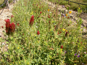 A strip planted with Insecta-Flora Standard.